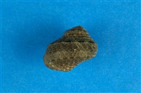 藏品(瘤珠螺)的圖片